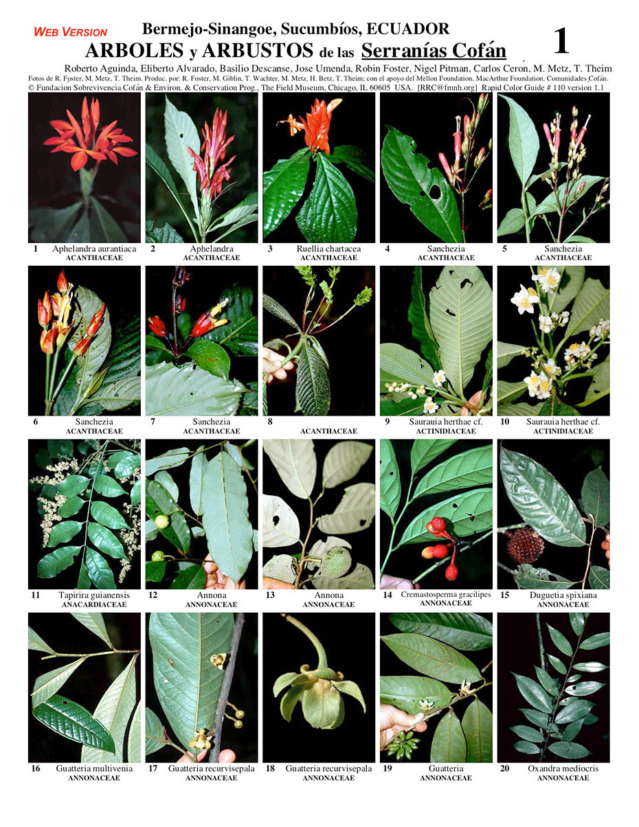 Árvores e Arbustos da Reserva Ecológica Cofán-Bermejo (RECB)