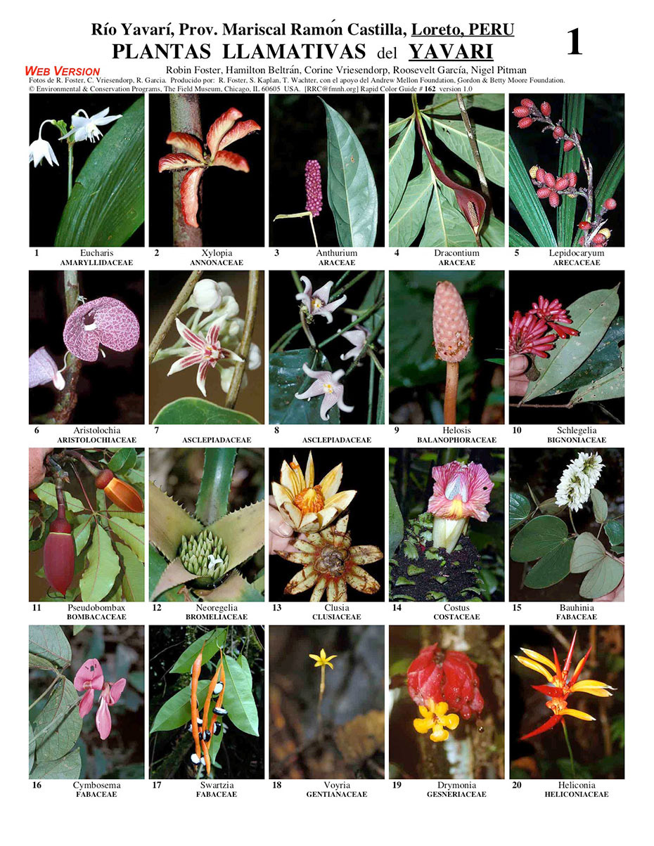 Selected Conspicuous Plants of the Yavarí River