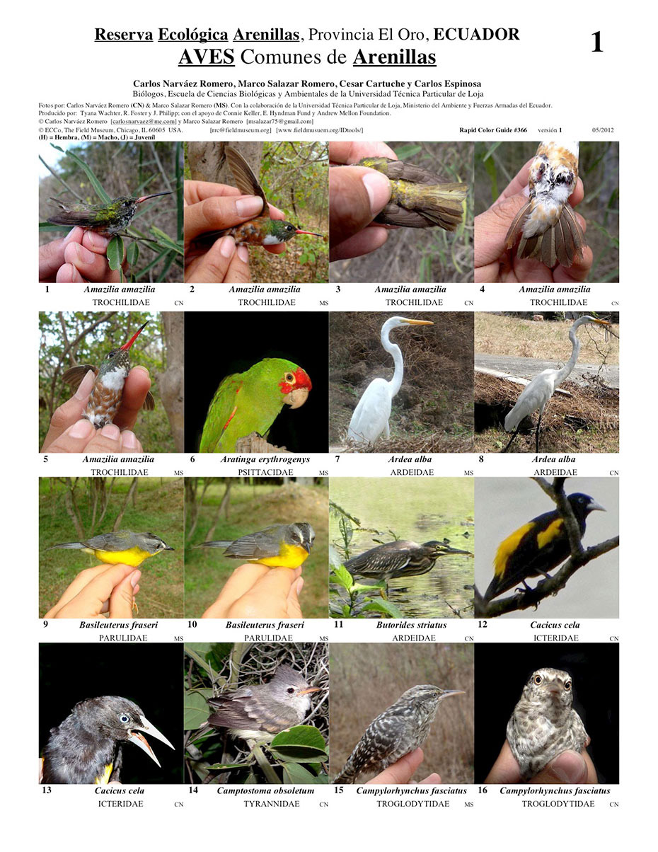 Aves Comunes de la Reserva Ecológica Arenillas