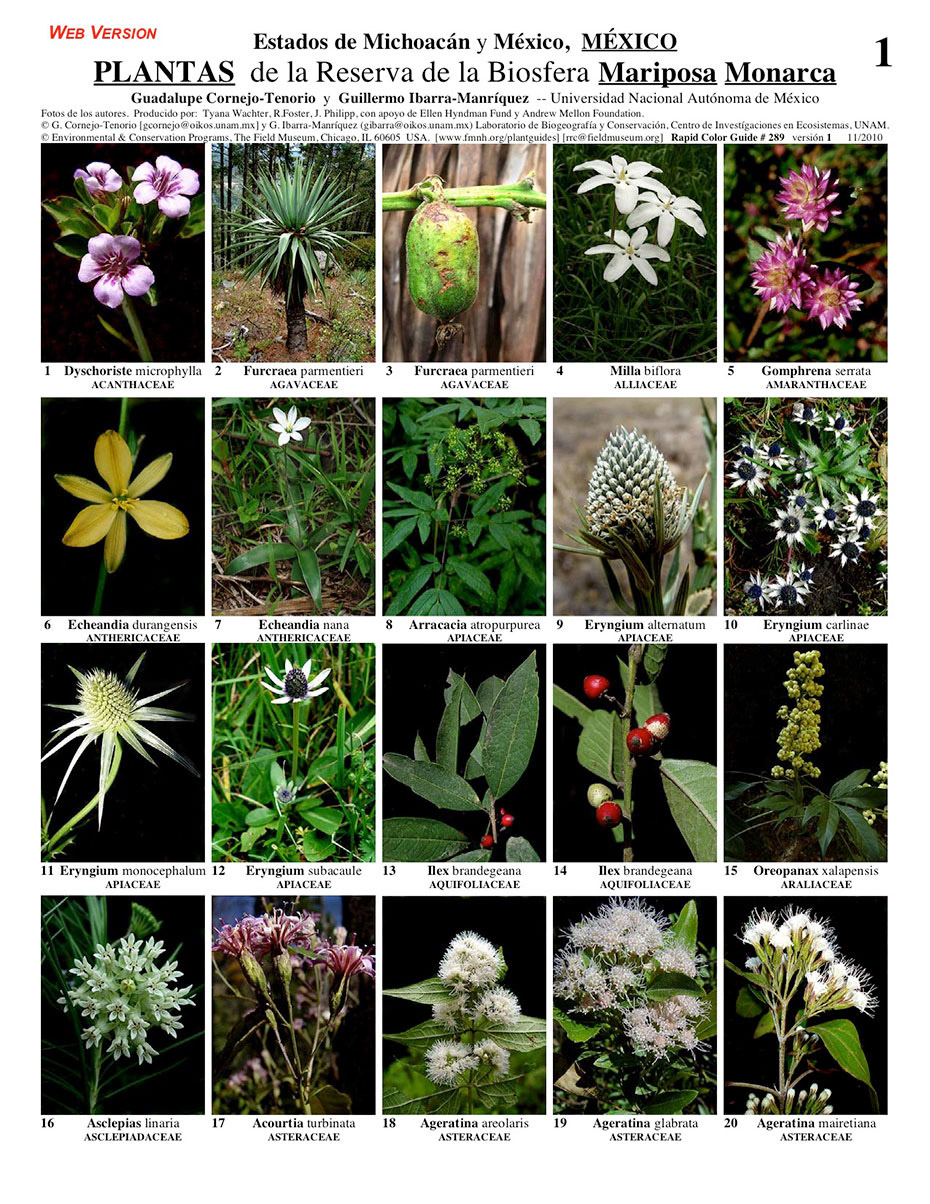 Plantas de la Reserva de la Biosfera Mariposa Monarca