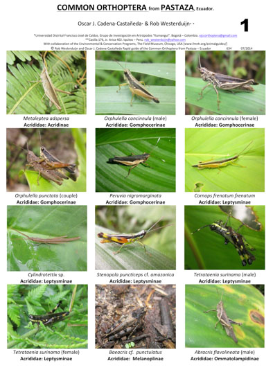 Common Orthoptera from Pastaza