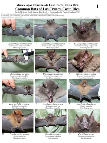 Bats of Las Cruces Biological Station