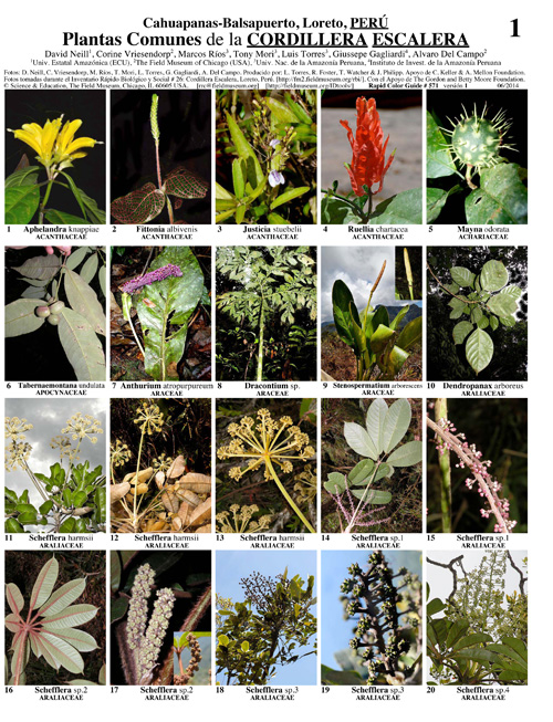 Common Plants of the Escalera Mountain Range