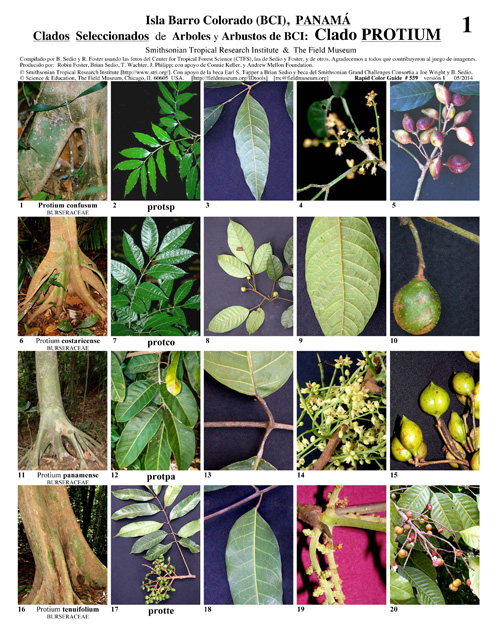 Selected Clades of Trees and Shrubs from Barro Colorado Island
