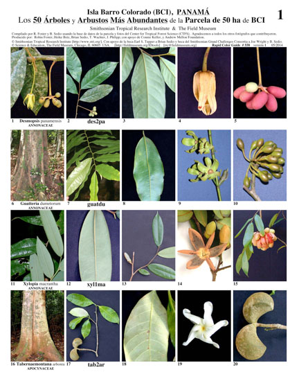 50 Most Abundant Trees & Shrubs