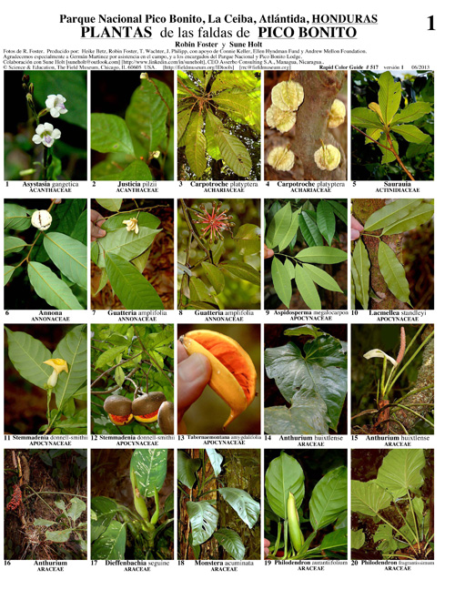 Plants of the Pico Bonito Park