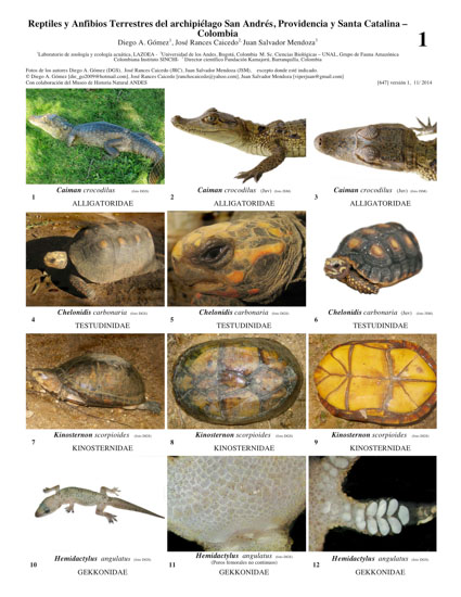 Reptiles and Amphibians of San Andres Island