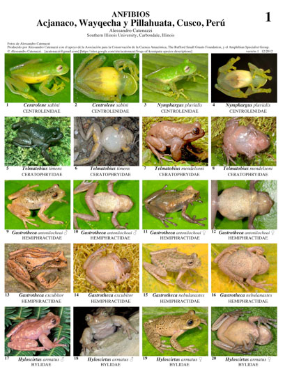 Anfíbios de Acjanaco, Wayqecha, Pillahuata