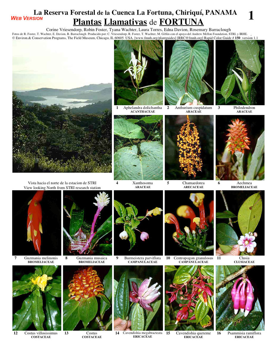 Selected Conspicuous Plants of Fortuna Forest Reserve