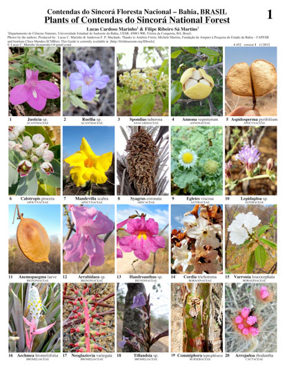 Plantas de la Floresta Nacional Contendas do Sincorá