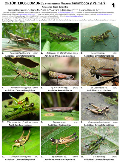 Ortópteros de las Reservas Tanimboca y Palmarí