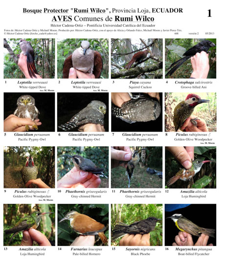 Aves Comuns de Rumi Wilco