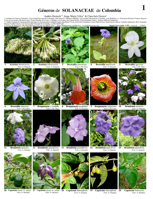 Representatives of Solanaceae from Colombia