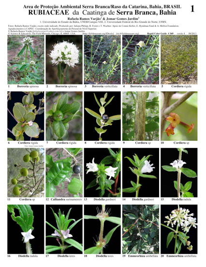 Representantes de Rubiaceae de la Caatinga del Área de Protección Ambiental de Serra Branca