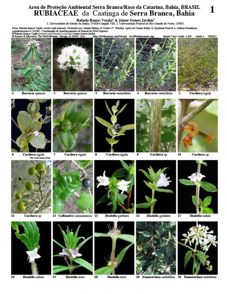 Representantes de Rubiaceae da Caatinga da Área de Proteção Ambiental Serra Branca