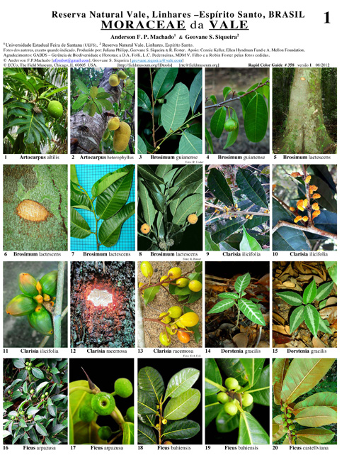 Representantes de Moraceae en la Reserva Natural Vale