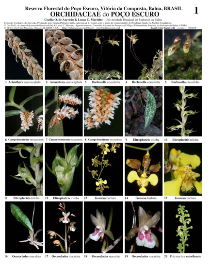 Representatives of Orchidaceae from the Poço Escuro Forest Reserve