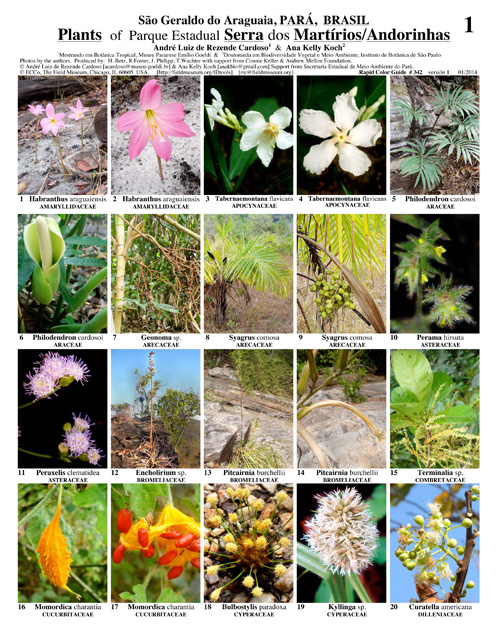 Selected plants from the Serra dos Martírios/Andorinhas State Park