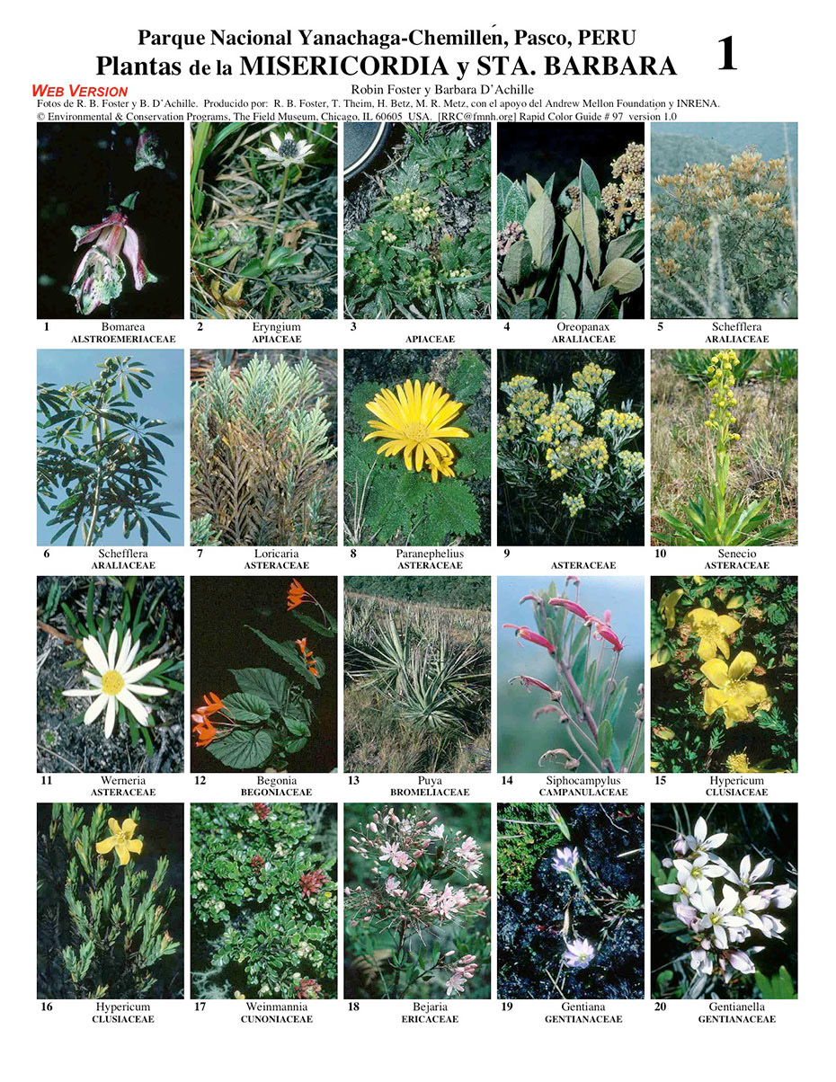 Plantas Seleccionadas del Sector Santa Bárbara en el Parque Yanachaga-Chemillén