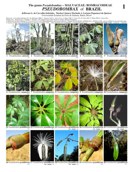 Pseudobombax of Brazil