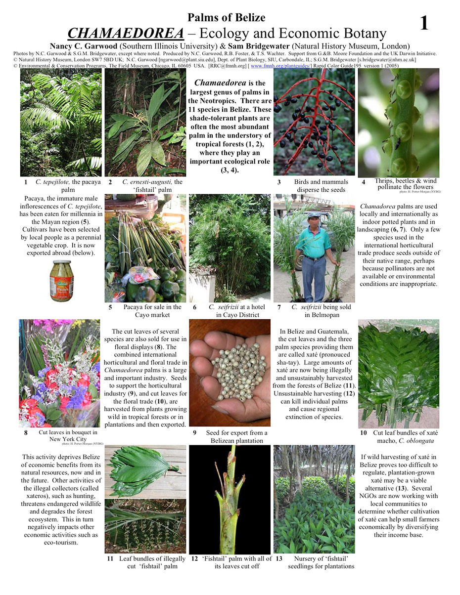 Palmeiras selecionadas de Belize: Gênero Chamaedorea
