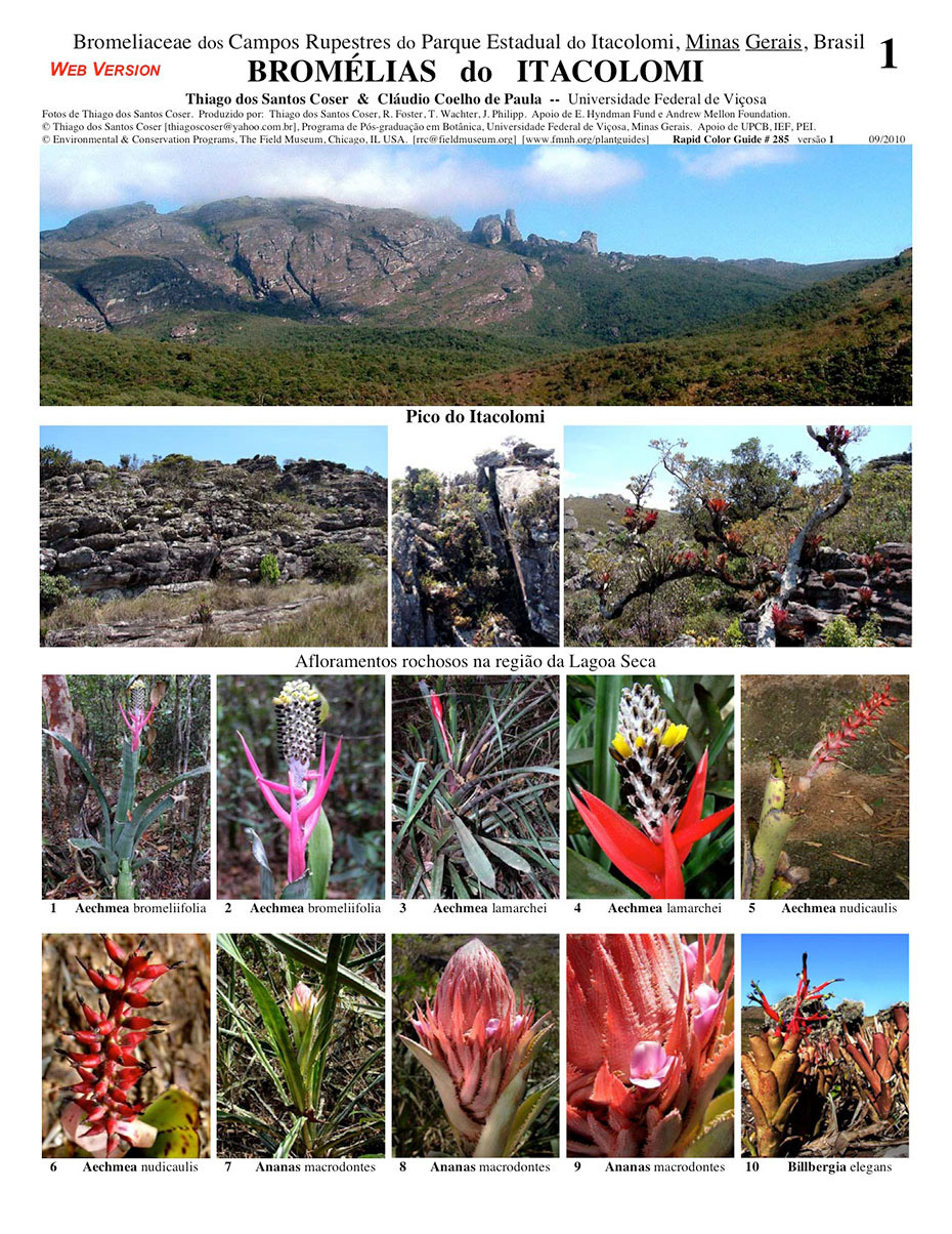 Selected Bromeliads from Itacolomi State Park