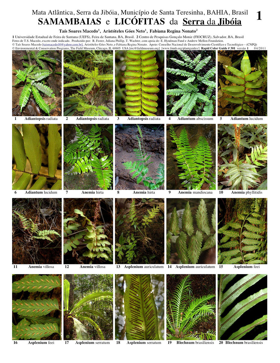 Ferns and Lycophytes of the Serra da Jibóia
