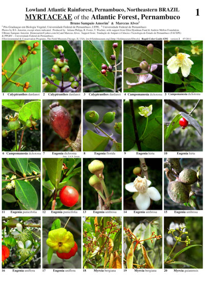 Selected Myrtaceae of the Atlantic Forest