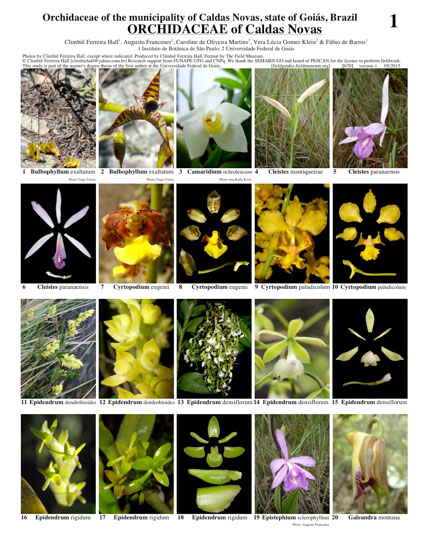 Orchidaceae de Caldas Novas