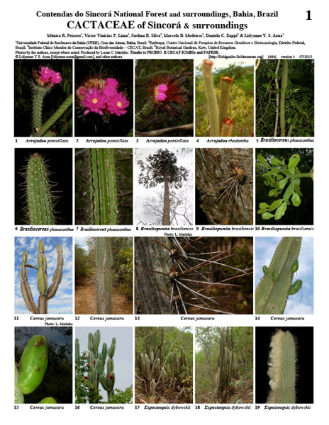 Cactaceae of Sincorá e arredores