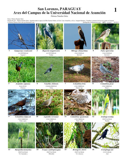 Aves del Campus de la Universidad Nacional de Asunción