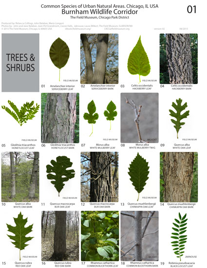 Especies comunes del corredor Burnham Wildlife