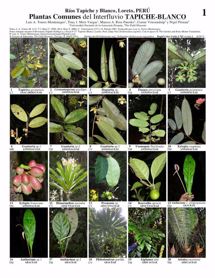 Plantas Comunes del Interfluvio Tapiche-Blanco