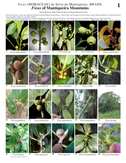 Representantes de Ficus (Moraceae) de la Serra da Mantiqueira
