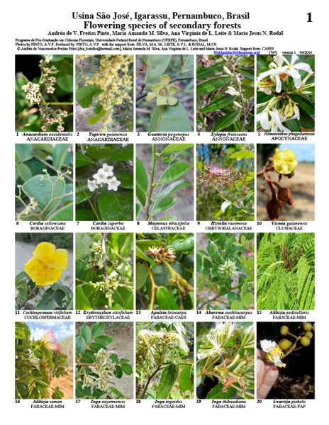 Especies Florísticas de Bosques Secundarios