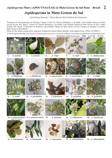 Aspidosperma (Apocynaceae) of Mato Grosso do Sul