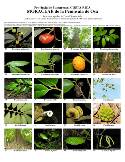 Moraceae de la Peninsula Osa