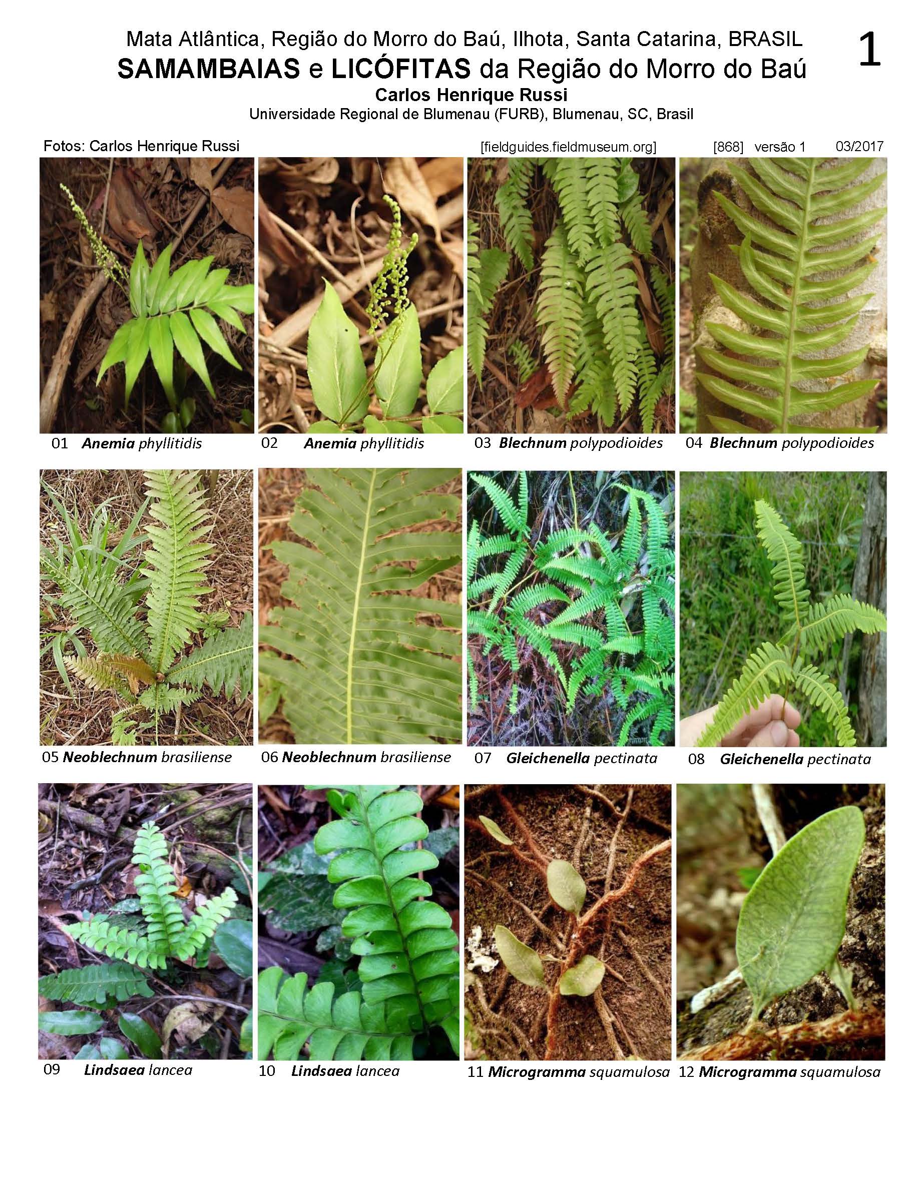 Samambaias e Licófitas da Região do Morro do Baú