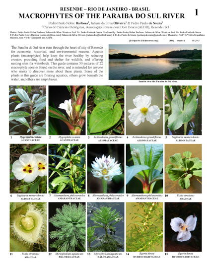 Macrophytes of the Paraíba do Sul River