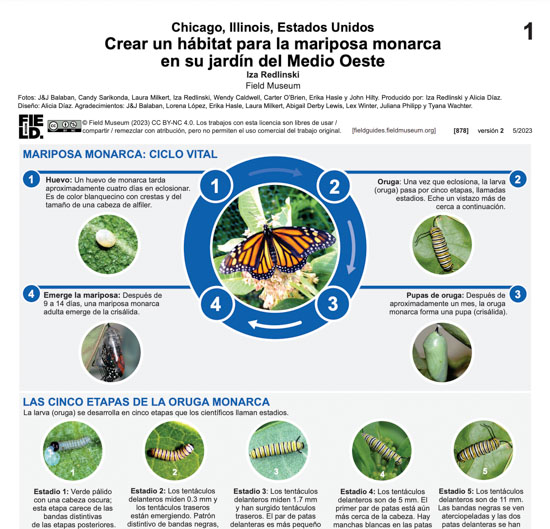Creating monarch habitat in your Midwestern garden