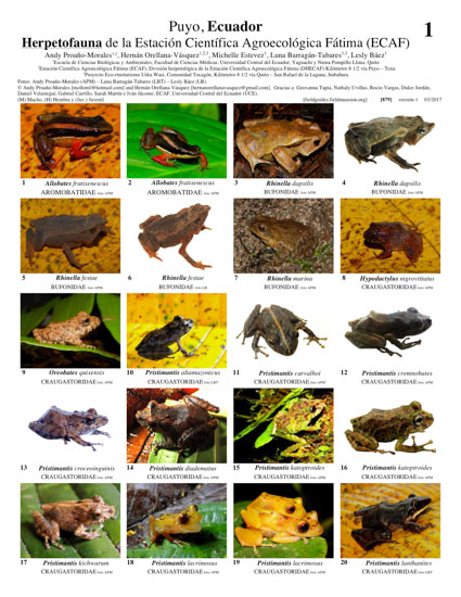 Herpetofauna of the Fatima Agroecological Scientific Station (ECAF)