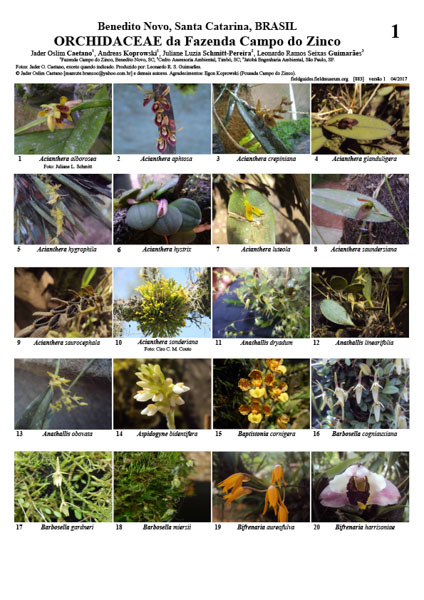 Orchidaceae de la Fazenda Campo do Zinco