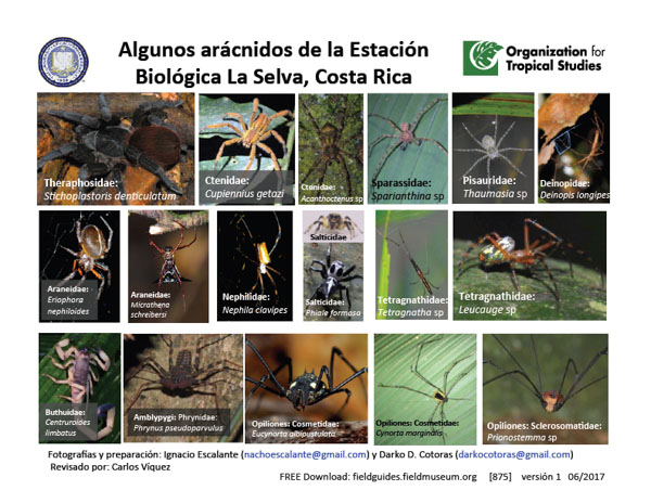 Arañas de la Estación Biológica La Selva