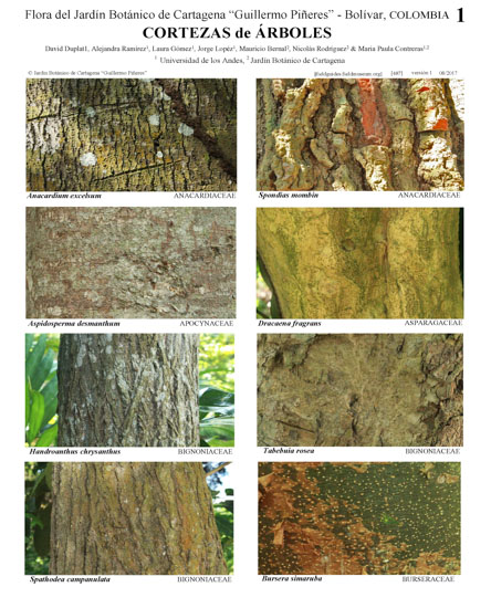 Cortezas de Árboles del Jardín Botánico de Cartagena "Guillermo Piñeres"