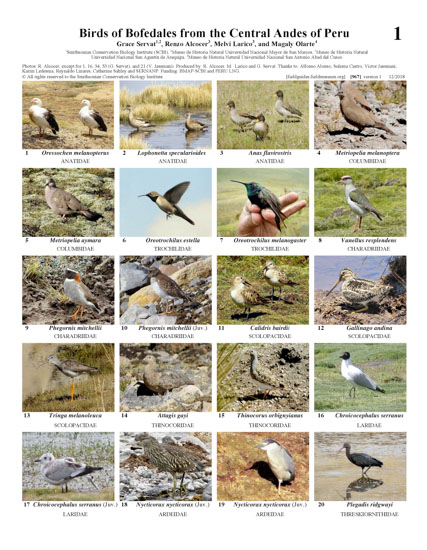 Aves de los Bofedales del Andes Central