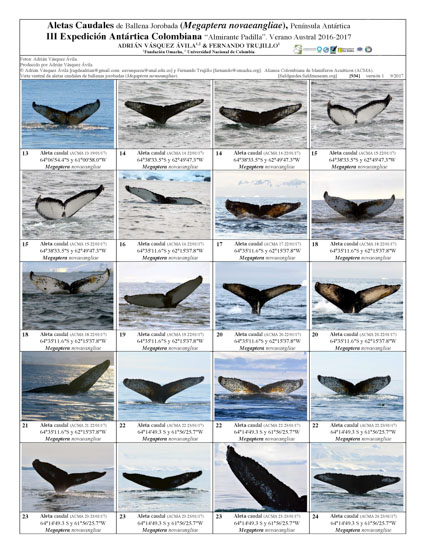 Humpback Whale Fins, III Colombian Antarctic Expedition "Almirante Padilla"