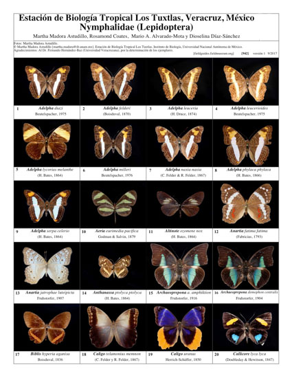 Nymphalidae (Lepidoptera) Estação Biológica Los Tuxtlas