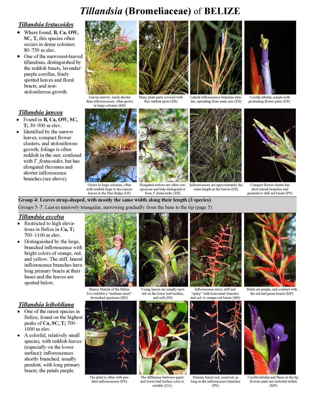 Tillandsia (Bromeliaceae) de Belize