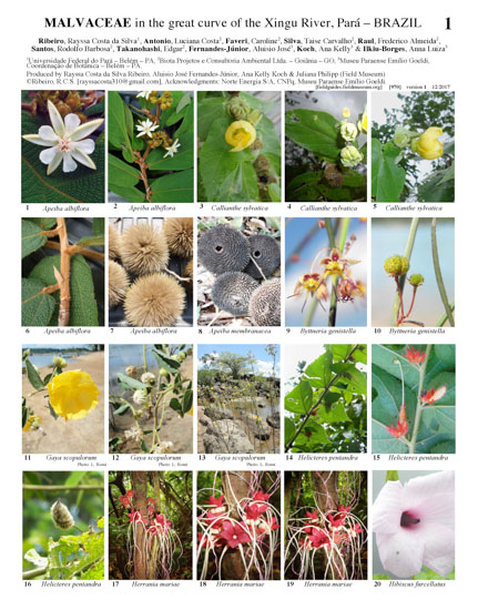Malvaceae de la Volta Grande do Rio Xingu