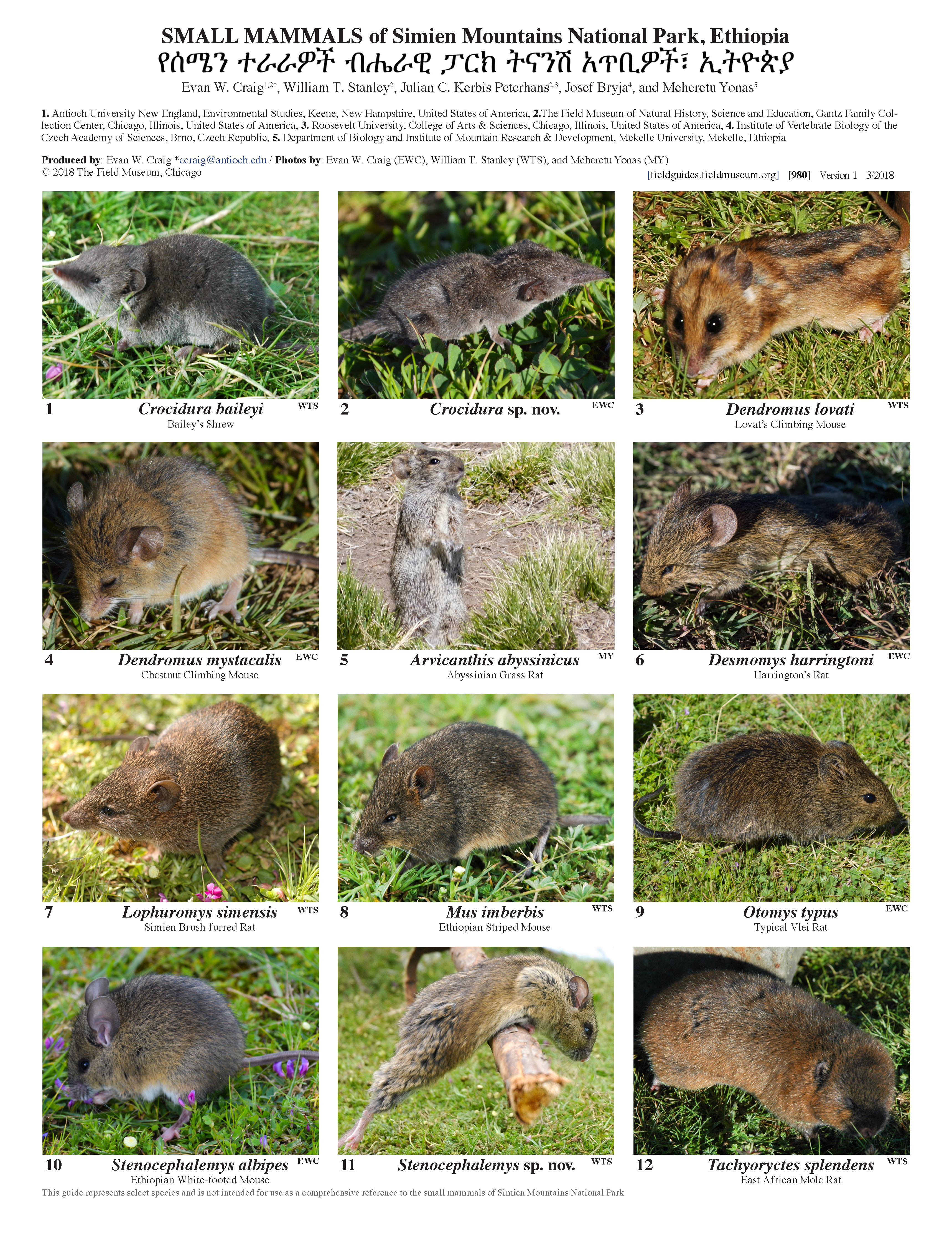 Small Mammals of Simien Mountains National Park